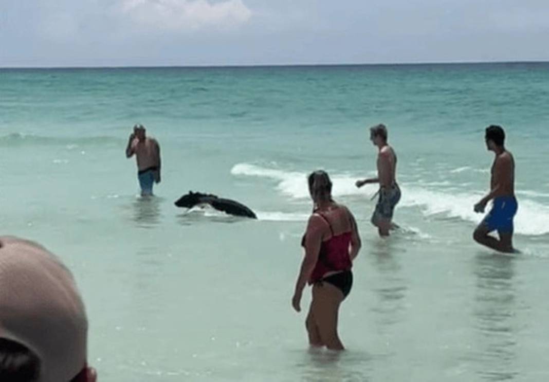 Denizden çıkan garip canlıyı gören herkes panikle kaçışmaya başladı! O anları izleyenler küçük dilini yuttu 1